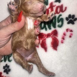 Valentina - Apricot female Maltipoo puppy in Apple Valley, California from Boujeepups