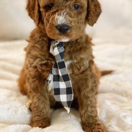 Goldendoodle Puppies from NettyDoodles