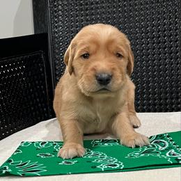 Green - Golden male Golden Retriever puppy in Lake City, Minnesota from Windcliff Goldens