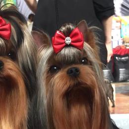 Yorkshire Terriers from Made in Heaven Yorkshire Terrier Las Vegas