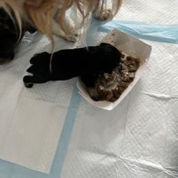 Miniature Schnauzer Puppies from Kani Miniature Schnauzers