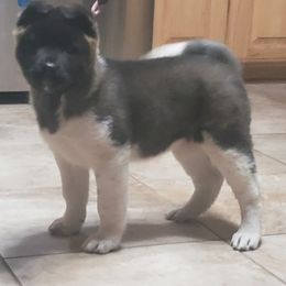 Akita Puppies from Magnolia Akitas