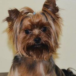 Yorkshire Terriers from A Lil Luv Pups