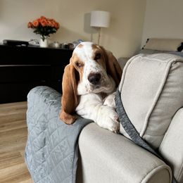 Basset Hound and Dalmatian Puppies from Lazy B Bassets and Dalmatians