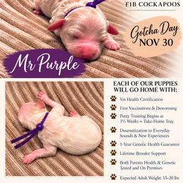 Mr Purple - Buff and white male Cockapoo puppy in Tampa, Florida from Mary Puppins