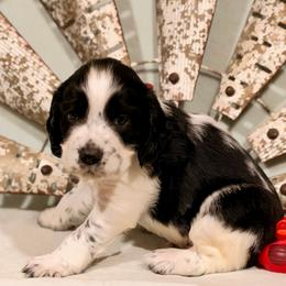 Maroon boy - Black and white male English Springer Spaniel puppy in Cleburne, Texas from Powers English Springer Spaniels