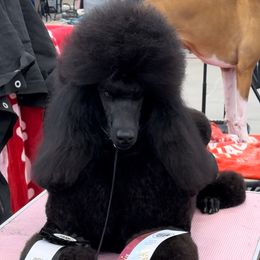 Mosa - Poodle