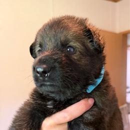 Walter - blue collar - Sable male German Shepherd puppy in Winterport, Maine from Vom Stevens Old Fashioned German Shepherds