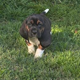 Girl - Black and white female Basset Hound puppy in Manteca, California from AKC Basset Hounds Puppy