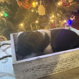 Clark - Red male Akita puppy in Lebanon, Virginia from Majestic Valley Farms