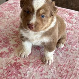 Red - Red tri-color male Australian Shepherd puppy in Fontana, California from J.O Family Aussies