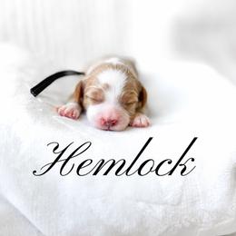 Hemlock - Red  male Goldendoodle puppy in Springville, Utah from Happy Doodle