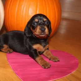 Girl 4 - Black and tan female Dachshund puppy in Windsor, Colorado from Murry’s minis