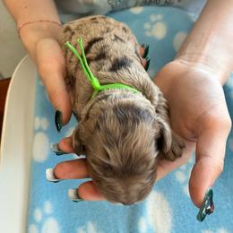 Philip - Merle male Cockapoo puppy in Adrian, Oregon from ApplebyFarm