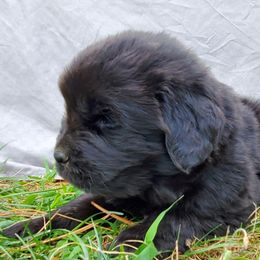 Hank (Orange) - Black male Newfoundland puppy in Winfield, Pennsylvania from Najuananlo Newfoundlands