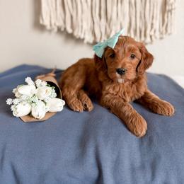 Pickles - Red  female Goldendoodle puppy in Billings, Montana from Montana Raised Doodles