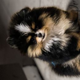 Pomeranians from My Secret Poms