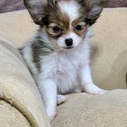Cotton - White and sable female Papillon puppy in Boardman, Ohio from Taliaferro Kennel