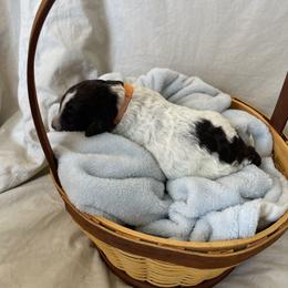 Bambi - Brown female Lagotto Romagnolo puppy in Minster, Ohio from 1880 Lagotto