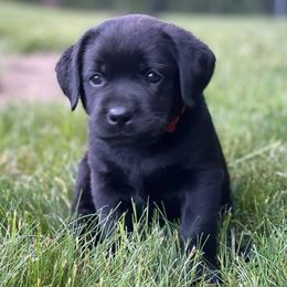 Labrador Retriever Puppies from Mi Royal Labradors