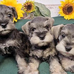 Miniature Schnauzer puppies from Halo Schnauzer