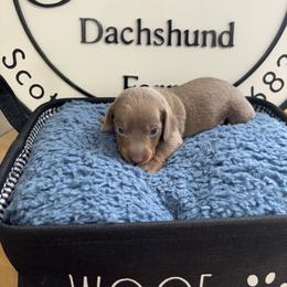 Eric 1 - Fawn (isabella) and tan male Dachshund puppy in Scottdale, Pennsylvania from Our Sweet Dachshund Farm