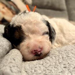Orange girl - Tri-color female Bernedoodle puppy in Lake, Michigan from 3 King Doodles & Poodles