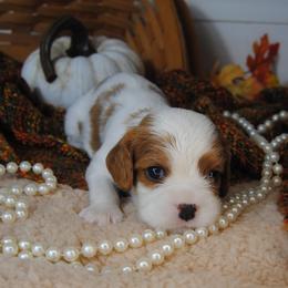 Bella - Blenheim female Cavalier King Charles Spaniel puppy in Mountain Grove, Missouri from Dogwood & Sassafras Companions