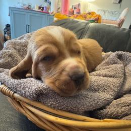 Boy two - Black tan and white male Basset Hound puppy in Columbus, Ohio from Olveras Hound of Ohio