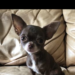 Mocha - Chihuahua