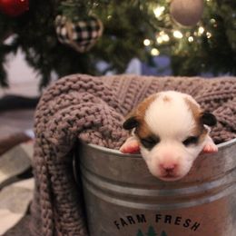 Pembroke Welsh Corgi Puppies from Tri-Star Stock Farm
