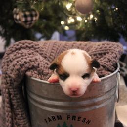 Pembroke Welsh Corgi Puppies from Tri-Star Stock Farm