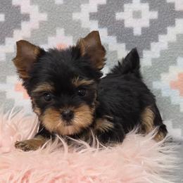 Bella - Black and tan female Yorkshire Terrier puppy in Monticello, Iowa from Ashley’s Puppies