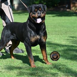 NOA - Rottweiler