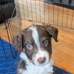 Cheddar - Red tri-color male Australian Shepherd puppy in Pamplin, Virginia from Hope & Joy Acres