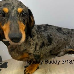Muddy Buddy - Dapple male Dachshund puppy in Bigfork, Minnesota from Dachshunds Up North