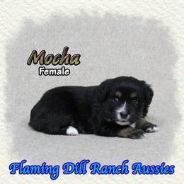 Mocha - Black tri female Toy Australian Shepherd puppy in Forestburg, Texas from Flaming Dill Ranch Aussies