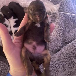 Shihpoo and Shih Tzu Puppies from Angel babies