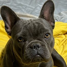 Lucy - French Bulldog