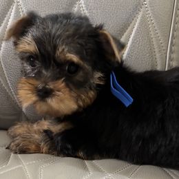Blue Collar - Black and tan male Yorkshire Terrier puppy in Belfair, Washington from Devoted Doxies, Lorraine’s Yorkies