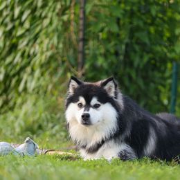 Finnish Lapphund All Grown Up from Curticey Finnish Lapphunds