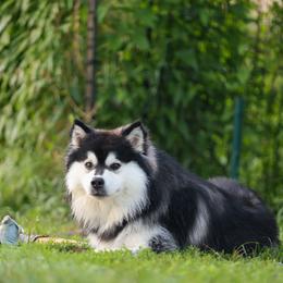 Finnish Lapphund All Grown Up from Curticey Finnish Lapphunds