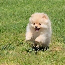 Melody - Cream female Pomeranian puppy in Los Angeles, California from Pommies of LA