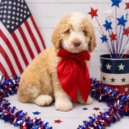 Timber - Red and white male Saint Berdoodle puppy in Lookout, California from Remington Kennels, LLC
