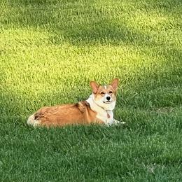 Pembroke Welsh Corgi puppies from Dog Creek Corgis