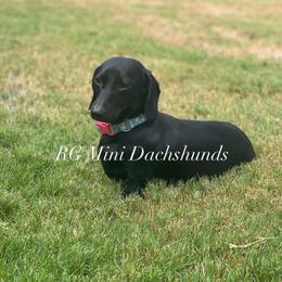 Chanel - Dachshund