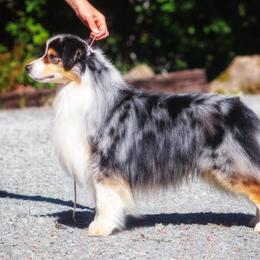 Lapis Lazuli - Miniature American Shepherd