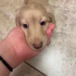 Dachshund Puppies from Hetu's Dachshunds
