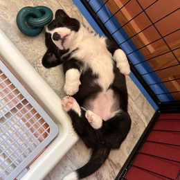 Cardigan Welsh Corgi Puppies from Smoky Tails Corgis
