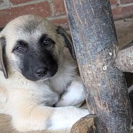 10 - Girl - Fawn female Anatolian Pyrenees puppy in Marysville, Ohio from Brotherton Family Farms